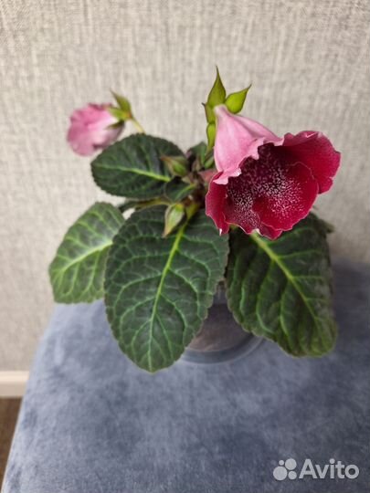 Глоксиния цветущая