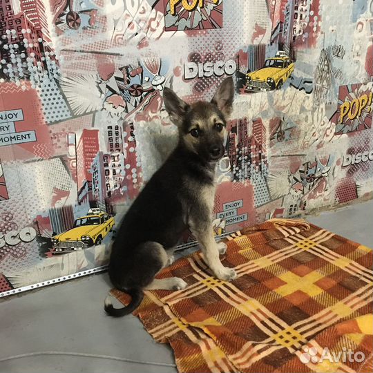 Щенок в дар