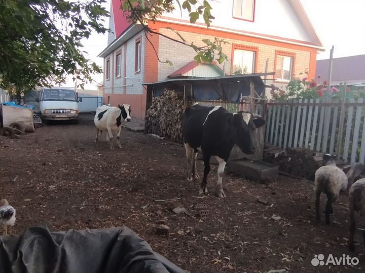 Корова дойная