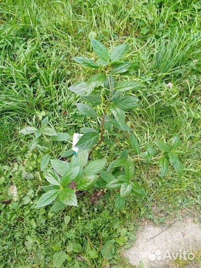 Саженцы метельчатой гортензии