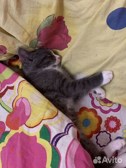 Серый котенок