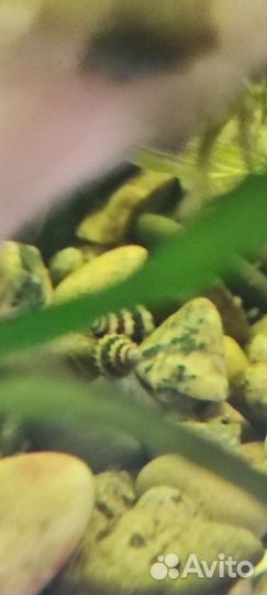 Улитка хелена