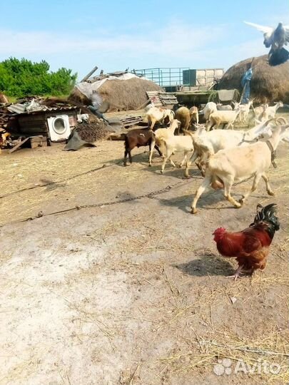 Молодые козочки