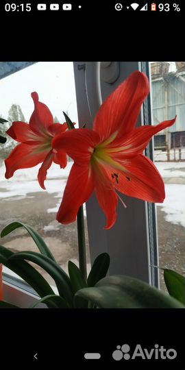 Гиппеаструм детки