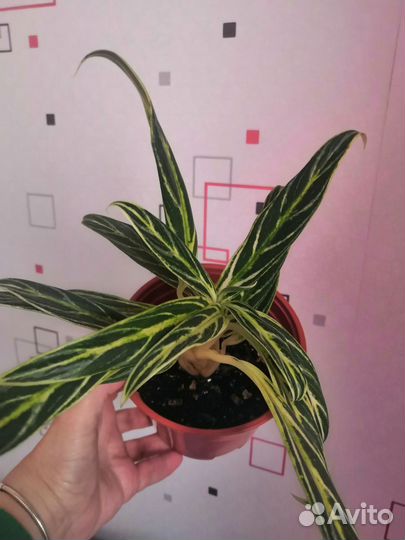 Аглаонема Бай Као