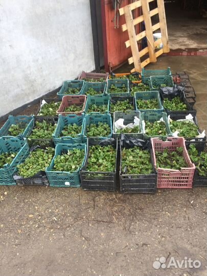 Саженцы плодовых деревьев