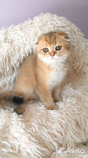 Шикордос