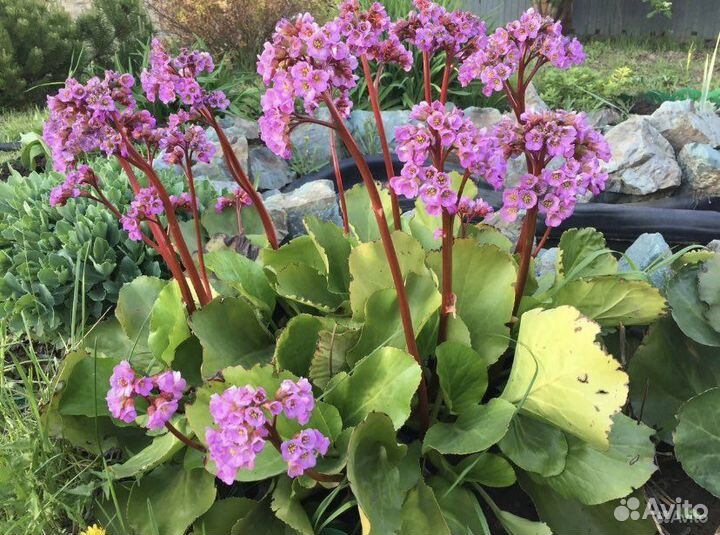 Многолетние цветы