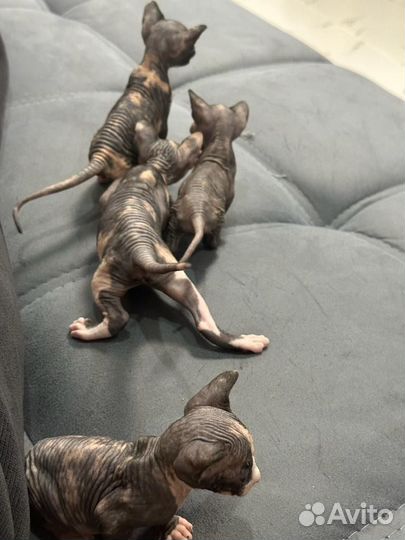 Канадский сфинкс