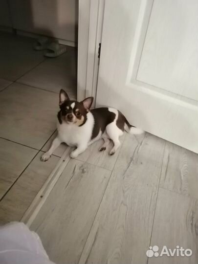 Вязка собак чихуахуа