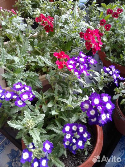 Рассада цветов вербена, петунья и др