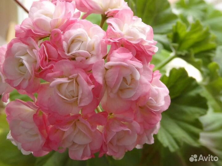 Пеларгония розебудная