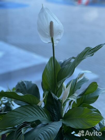 Спатифиллум женское счастье