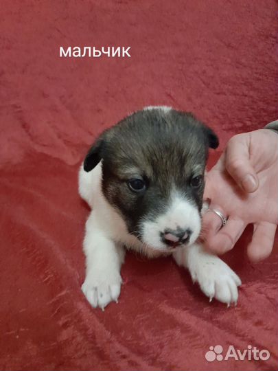 Собака в добрые руки щенок