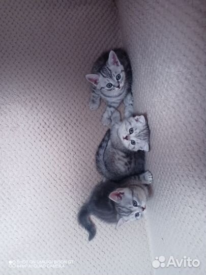 Шотландские котята