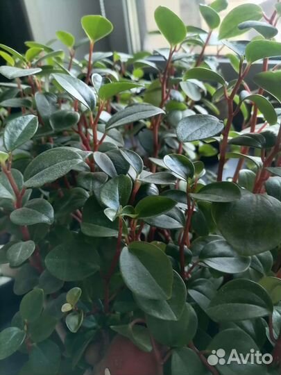 Колеус, спатифиллум, каллизия и др