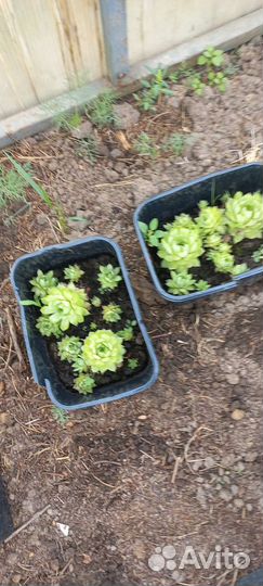 Суккуленты, молодило