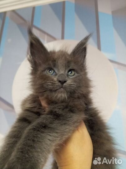 Кошечки мейн кун
