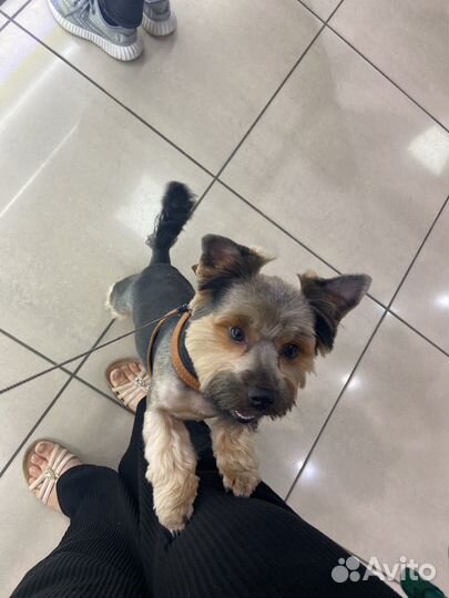 Йоркширский терьер вязка мальчик