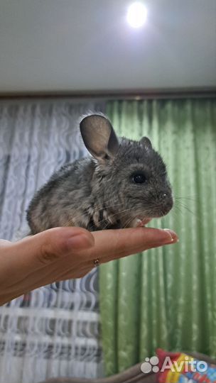 Шиншилла