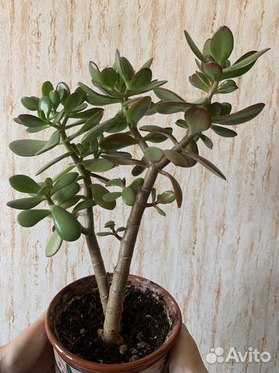 Толстянка, денежное дерево