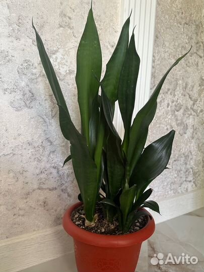 Сансевиерия
