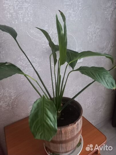 Спатифиллум крупнолистовой