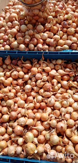 Лук севок штутгартер