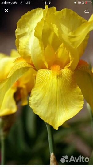 Ирис сибирский голубой (много разных)