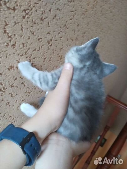 Котята в дар