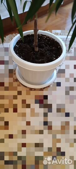 Фикус иволистный Али