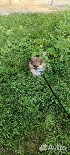 Померанский шпиц мини мальчик