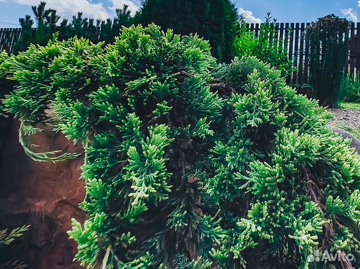 Можжевельник горизонтальный 'Blue Chip'