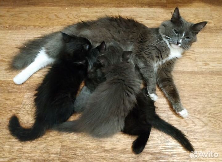 Котята в дар