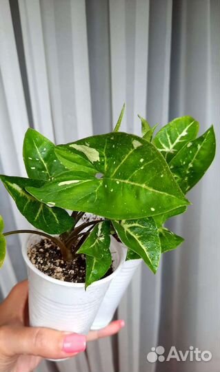 Сингониумы Серый призрак, Неон, Батик, Панда