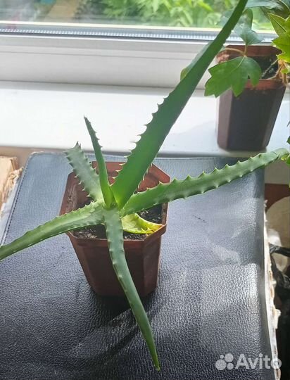 Комнатные растения