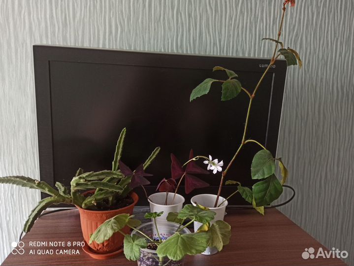 Комнатные цветы