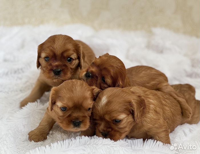 Кокер спаниель