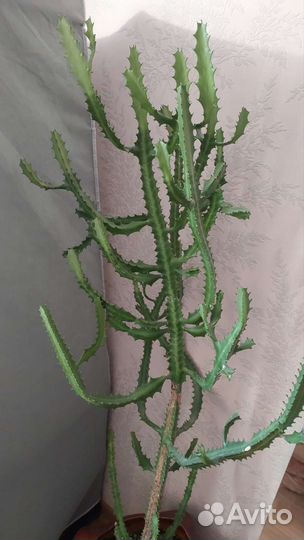 Большой кактус