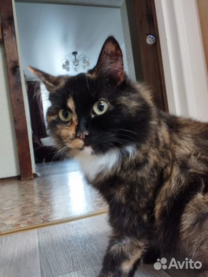 Кошечка в добрые руки