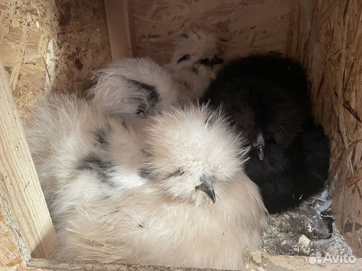 Цыплята китайской шелковой, инкубационное яйцо