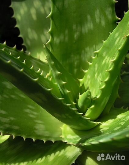 Алоэ лечебный