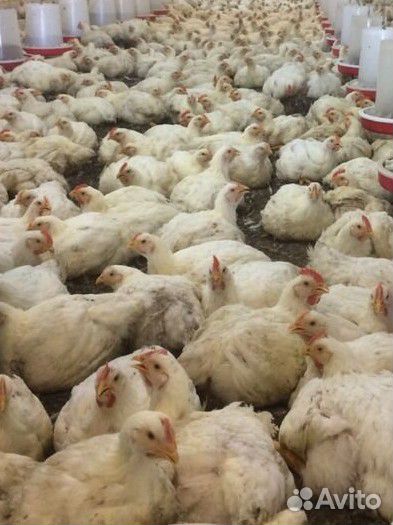 Куры бройлеры живым весом