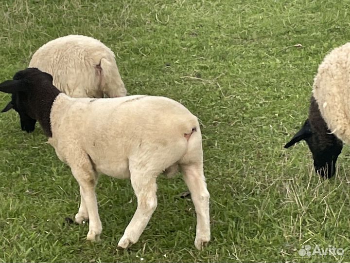 Ягнята Дорперы