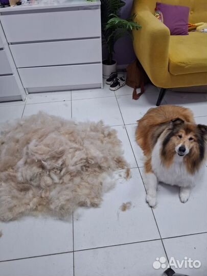 Грумер с выездом на дом