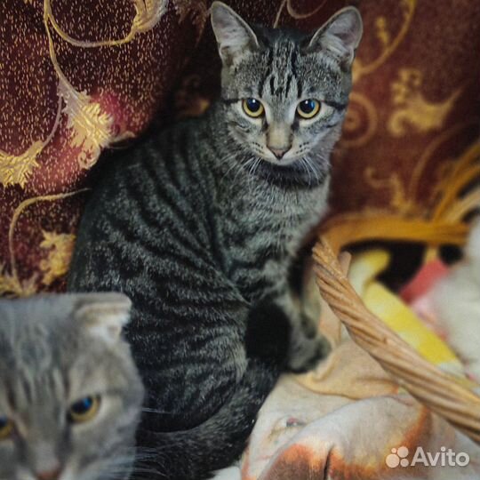 В добрые руки