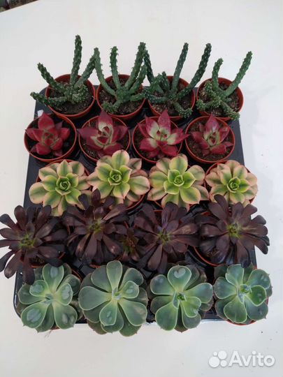 Суккуленты