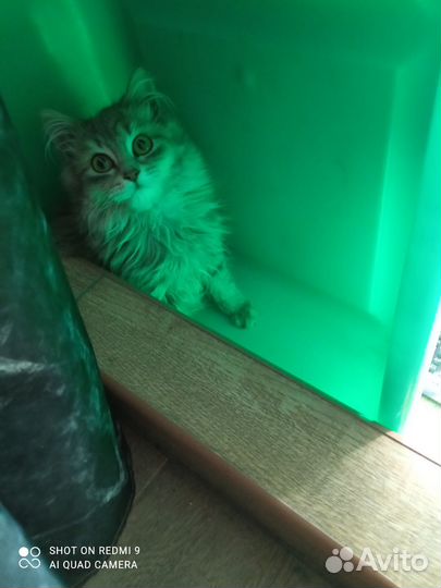 Кошки в добрые руки