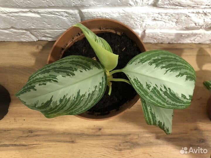 Аглаонема Silver Bay