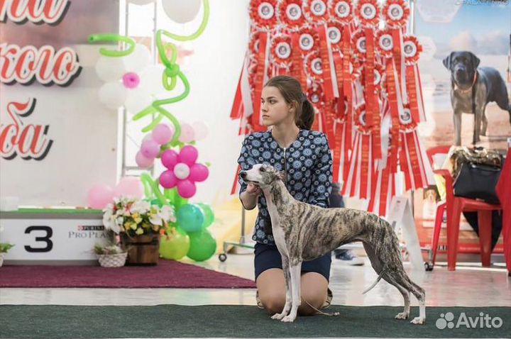 Услуги хендлера (демонстрация собак на выставках)